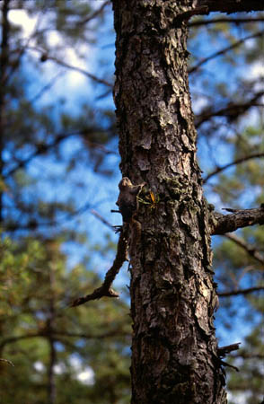 Southern Flying Squirrel picture