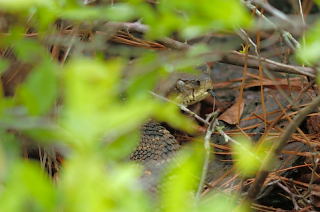 Timber Rattlesnake picture