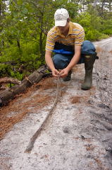 Timber Rattlesnake picture