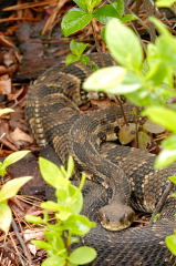 Timber Rattlesnake picture