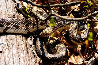 Northern Pine Snake