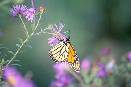 Monarch picture