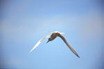 Forster's Tern