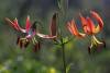 Turks-cap Lily