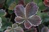 Frost on Wild Strawberry