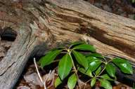 Mountain Laurel and Fallen Log