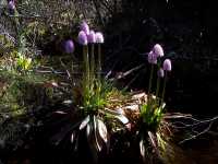 Swamp Pink, Helonias bullata - April 30, 2000