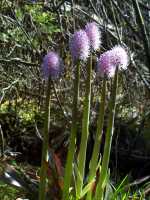 Swamp Pink, Helonias bullata - April 30, 2000