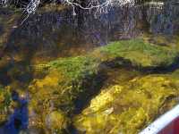 algea on the stream bottom