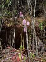 Swamp Pink, Helonias bullata - April 30, 2000