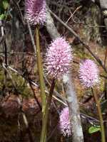 Swamp Pink, Helonias bullata - April 30, 2000