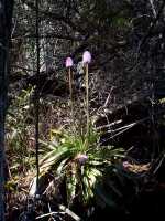 Swamp Pink, Helonias bullata - April 30, 2000