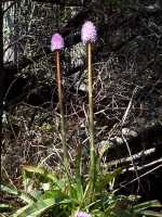 Swamp Pink, Helonias bullata - April 30, 2000