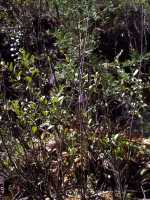 Swamp Pink, Helonias bullata - April 30, 2000