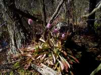 Swamp Pink, Helonias bullata - April 30, 2000