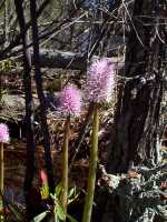 Swamp Pink, Helonias bullata - April 30, 2000