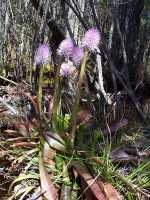 Swamp Pink, Helonias bullata - April 30, 2000