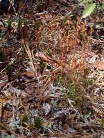 Curly Grass Fern picture