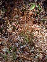 Curly Grass Fern, Schizaea pusilla - April 30, 2000