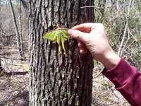 Luna Moth, Actias luna - April 30, 2000