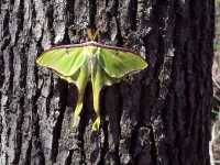 Luna Moth, Actias luna - April 30, 2000