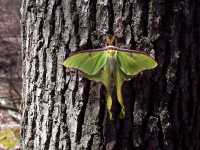 Luna Moth, Actias luna - April 30, 2000
