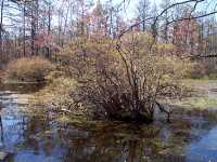 Highbush Blueberry, Vaccinium corymbosum - April 30, 2000