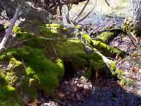 moss on tree root - April 30, 2000
