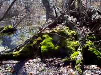 moss on tree root - April 30, 2000