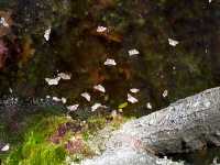 moths fallen into pingo(a pond) - April 30, 2000