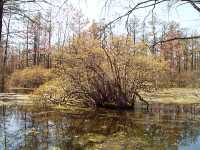 Highbush Blueberry, Vaccinium corymbosum - April 30, 2000