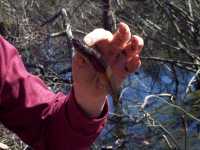 Bull Frog tadpole, Rana catesbeiana - April 30, 2000