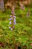 More Wild Lupine pictures