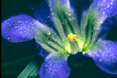 Pine-barren Gentian picture