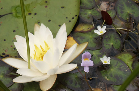 Fragrant or White Warer-lily picture