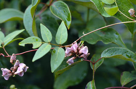 Ground-nut or Wild Bean picture