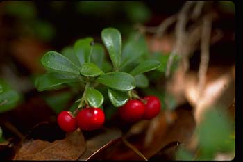 Picture of Bearberry