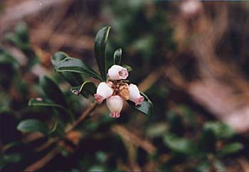 Bearberry Picture