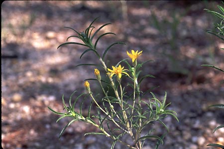 Sickle-leaved Golden Aster picture