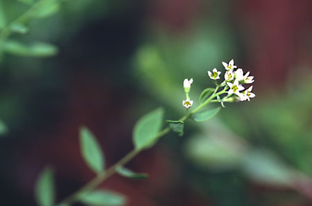 Star or Bastard Toadflax picture