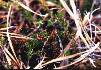 Broom-Crowberry picture