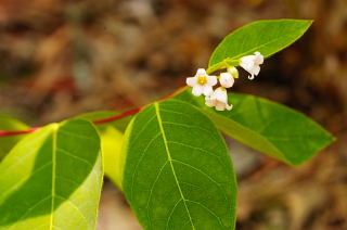 Spreading Dogbane picture