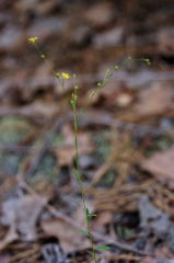 Yellow Flax picture