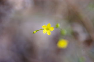 Yellow Flax picture