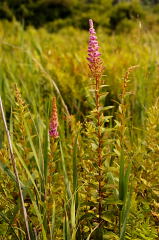 Steeplebush Spirea picture