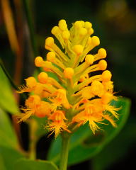 Crested Yellow Orchid