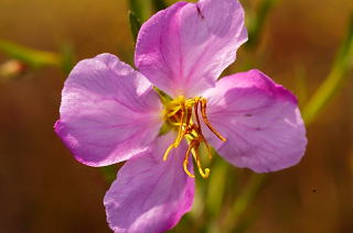 Awn-petaled Meadow Beauty