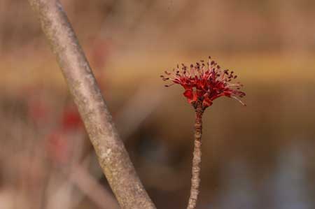 Red Maple picture