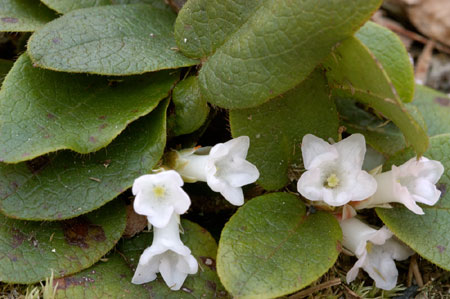 Trailing Arbutus picture