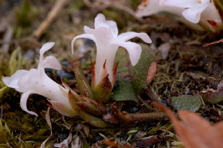 Trailing Arbutus picture